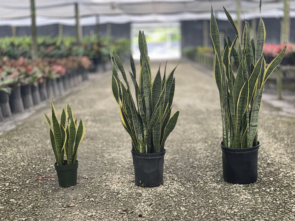 sansevieria-trifasciata-laurentii-snake-plant-mother-in-law-s-tongue-bowstring-hemp