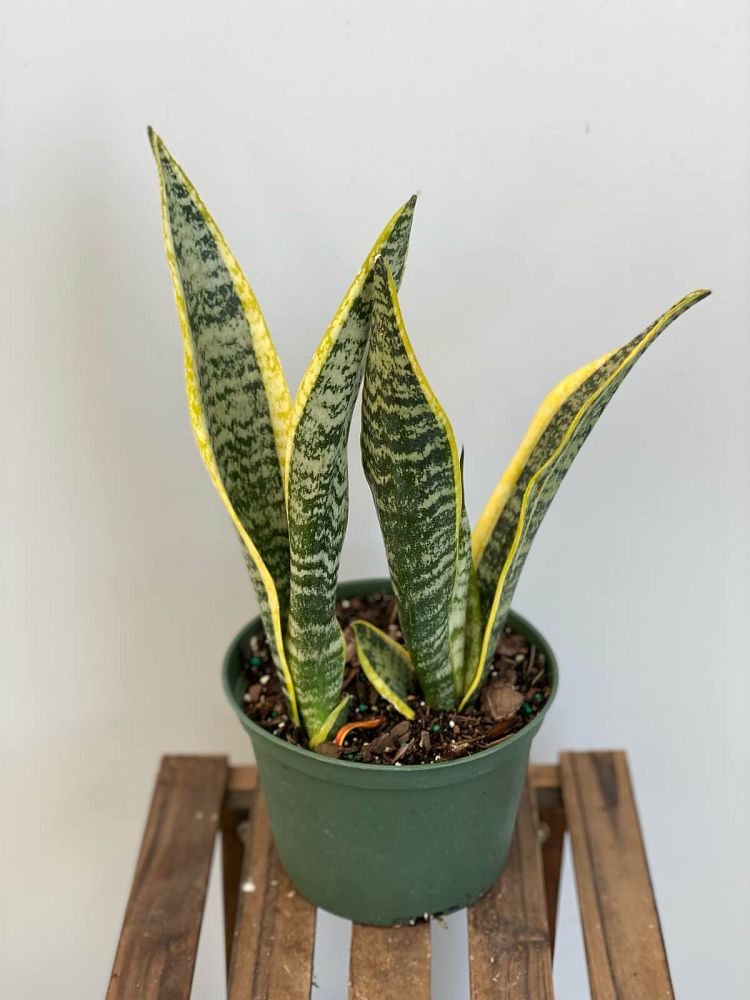 sansevieria-trifasciata-laurentii-snake-plant-mother-in-law-s-tongue-bowstring-hemp