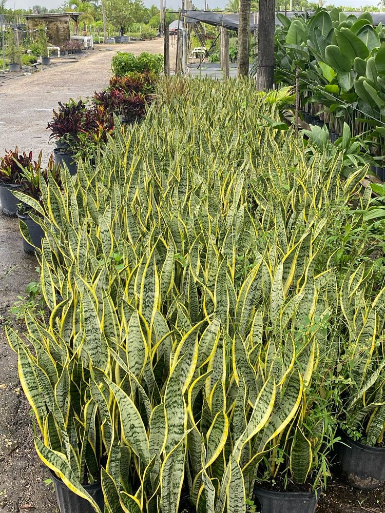 sansevieria-trifasciata-laurentii-snake-plant-mother-in-law-s-tongue-bowstring-hemp
