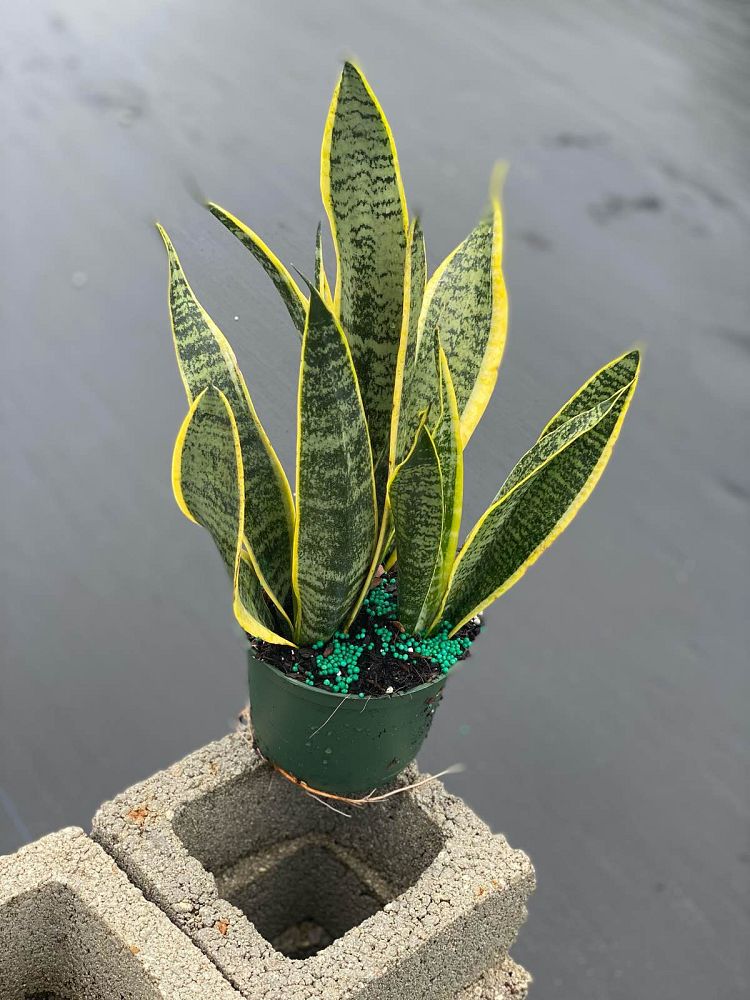 sansevieria-trifasciata-laurentii-snake-plant-mother-in-law-s-tongue-bowstring-hemp