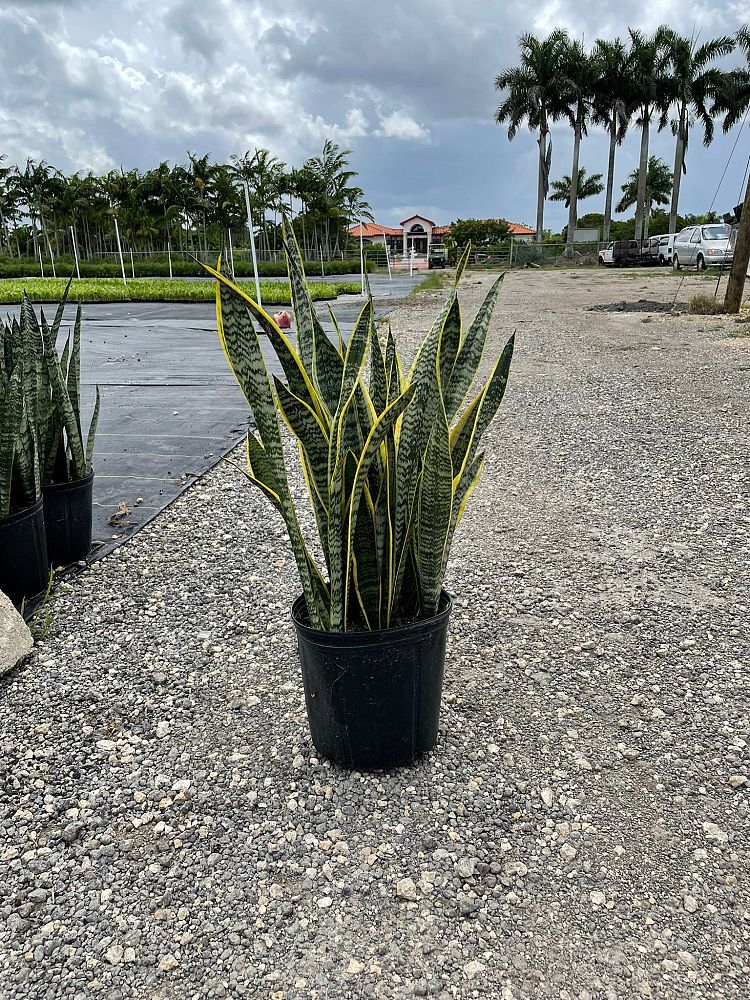 sansevieria-trifasciata-laurentii-snake-plant-mother-in-law-s-tongue-bowstring-hemp