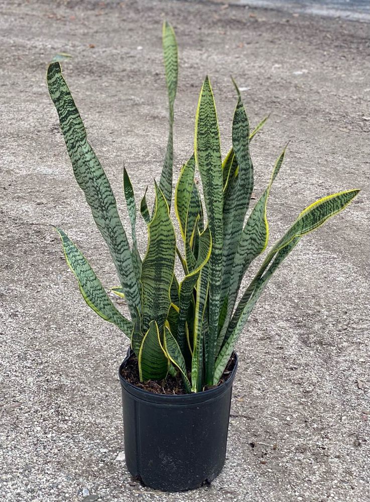 sansevieria-trifasciata-laurentii-snake-plant-mother-in-law-s-tongue-bowstring-hemp