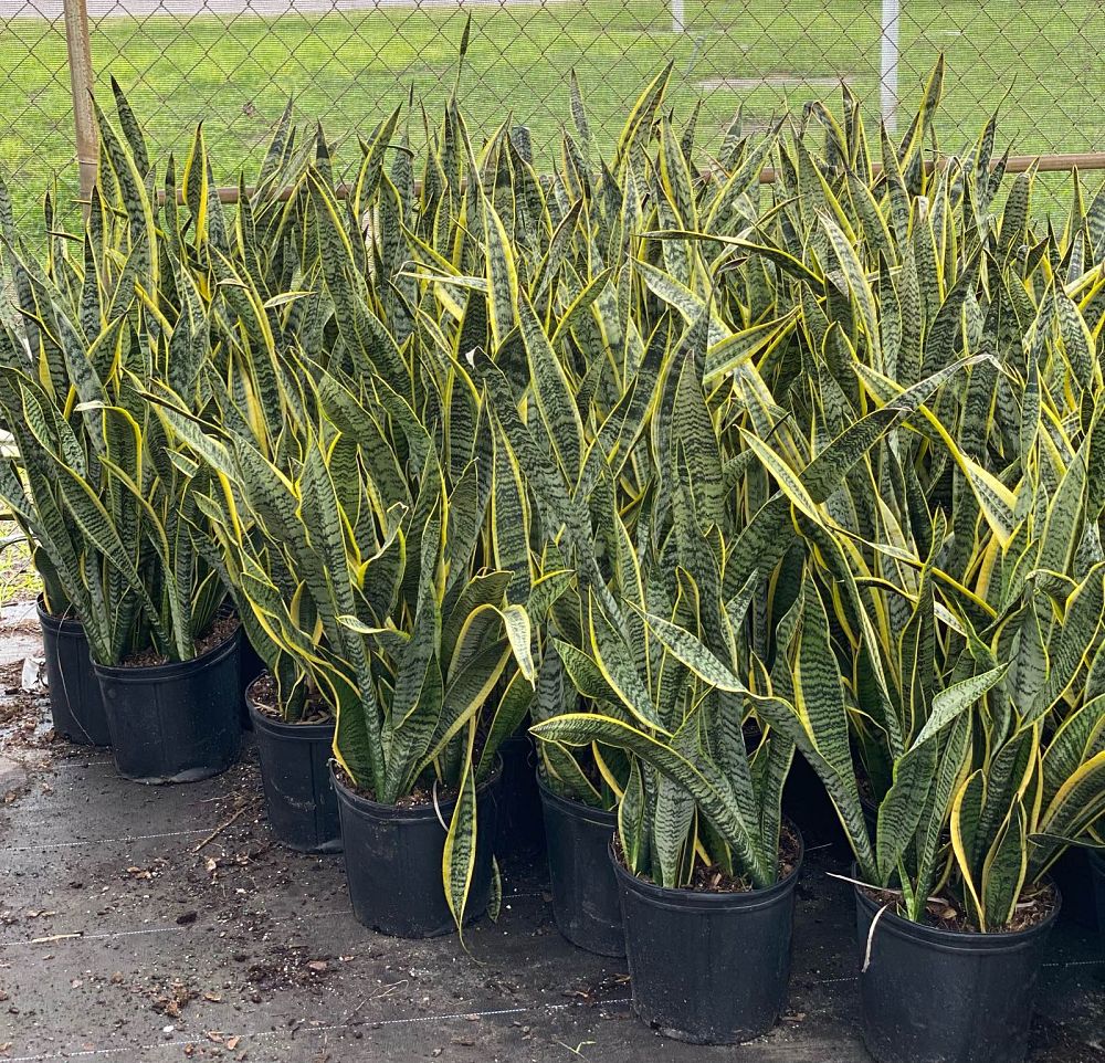 sansevieria-trifasciata-laurentii-snake-plant-mother-in-law-s-tongue-bowstring-hemp