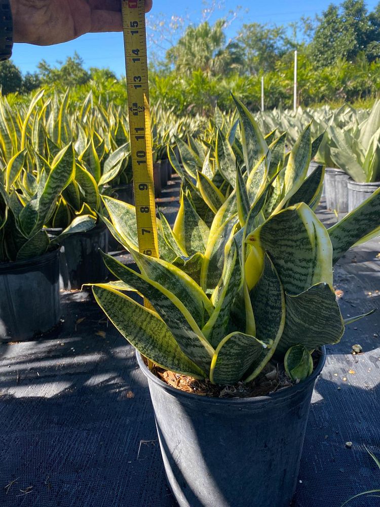sansevieria-trifasciata-laurentii-snake-plant-mother-in-law-s-tongue-bowstring-hemp