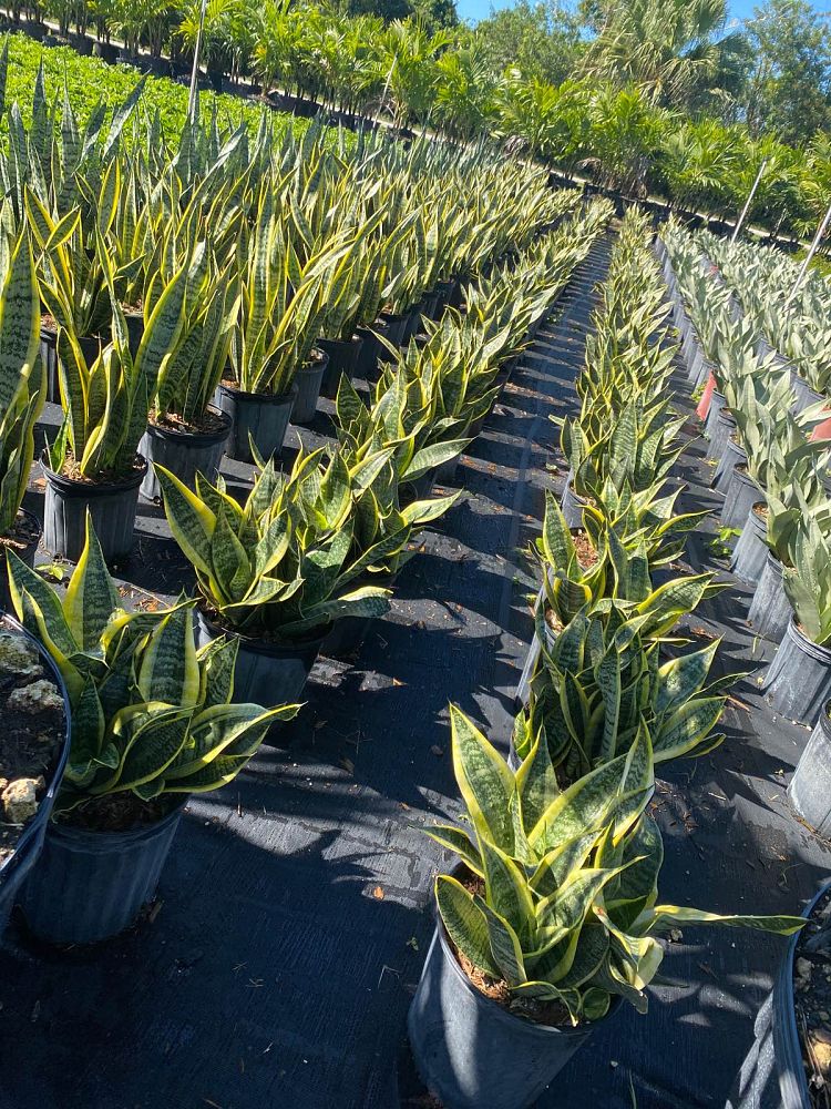 sansevieria-trifasciata-laurentii-snake-plant-mother-in-law-s-tongue-bowstring-hemp
