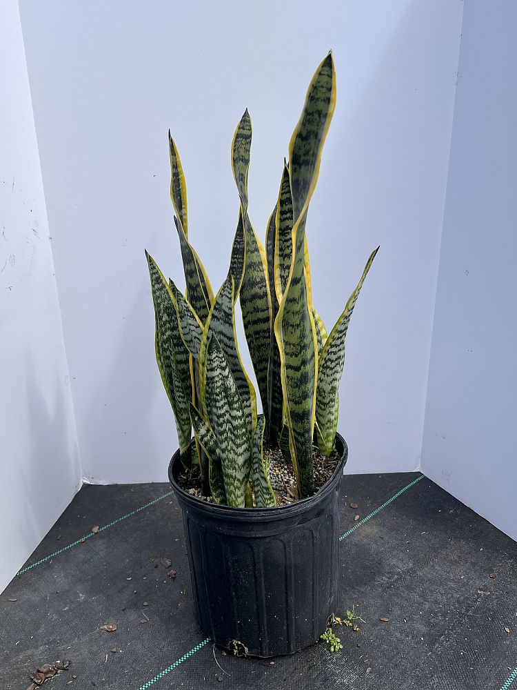 sansevieria-trifasciata-laurentii-snake-plant-mother-in-law-s-tongue-bowstring-hemp