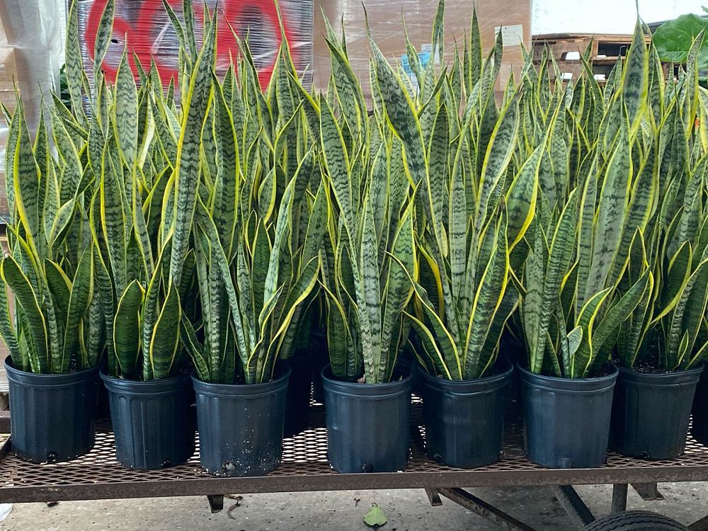 sansevieria-trifasciata-laurentii-snake-plant-mother-in-law-s-tongue-bowstring-hemp