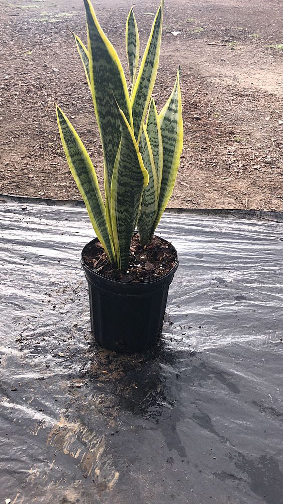 sansevieria-trifasciata-laurentii-snake-plant-mother-in-law-s-tongue-bowstring-hemp