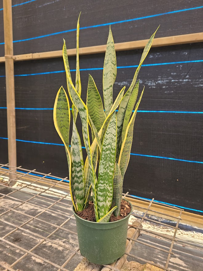 sansevieria-trifasciata-laurentii-snake-plant-mother-in-law-s-tongue-bowstring-hemp
