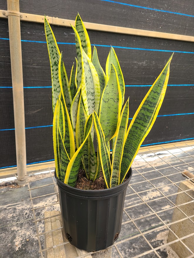 sansevieria-trifasciata-laurentii-snake-plant-mother-in-law-s-tongue-bowstring-hemp