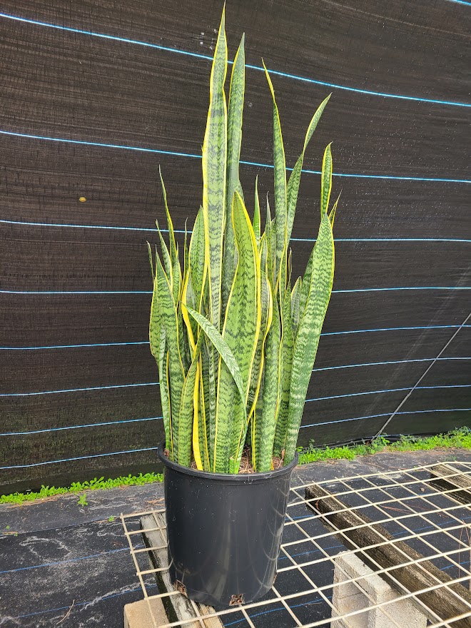sansevieria-trifasciata-laurentii-snake-plant-mother-in-law-s-tongue-bowstring-hemp