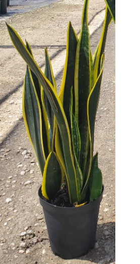 sansevieria-trifasciata-laurentii-snake-plant-mother-in-law-s-tongue-bowstring-hemp