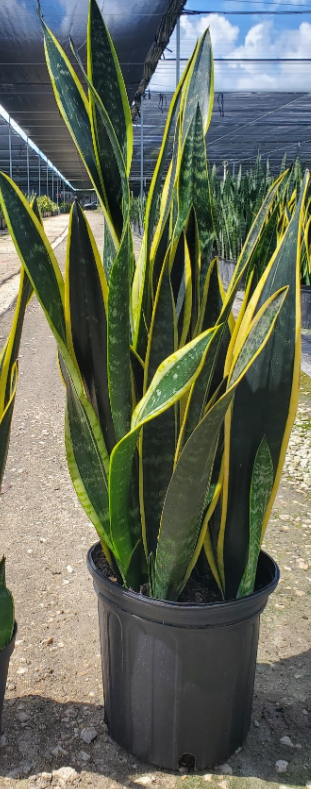 sansevieria-trifasciata-laurentii-snake-plant-mother-in-law-s-tongue-bowstring-hemp