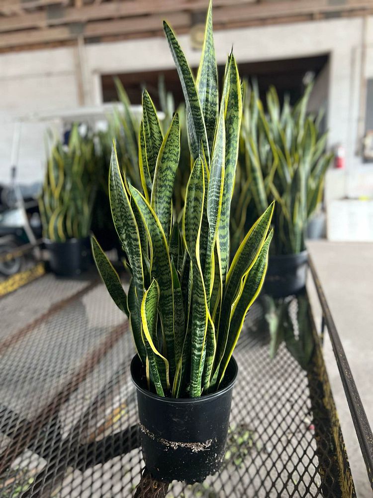 sansevieria-trifasciata-laurentii-snake-plant-mother-in-law-s-tongue-bowstring-hemp