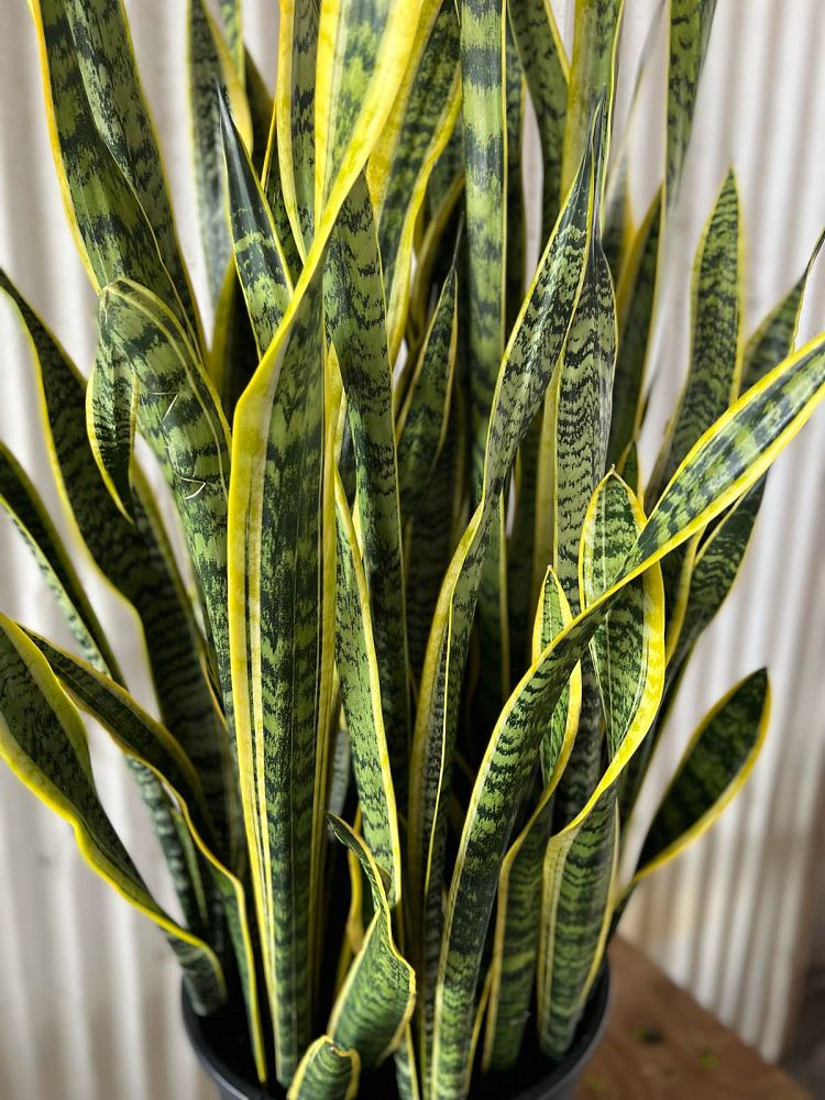 sansevieria-trifasciata-laurentii-snake-plant-mother-in-law-s-tongue-bowstring-hemp