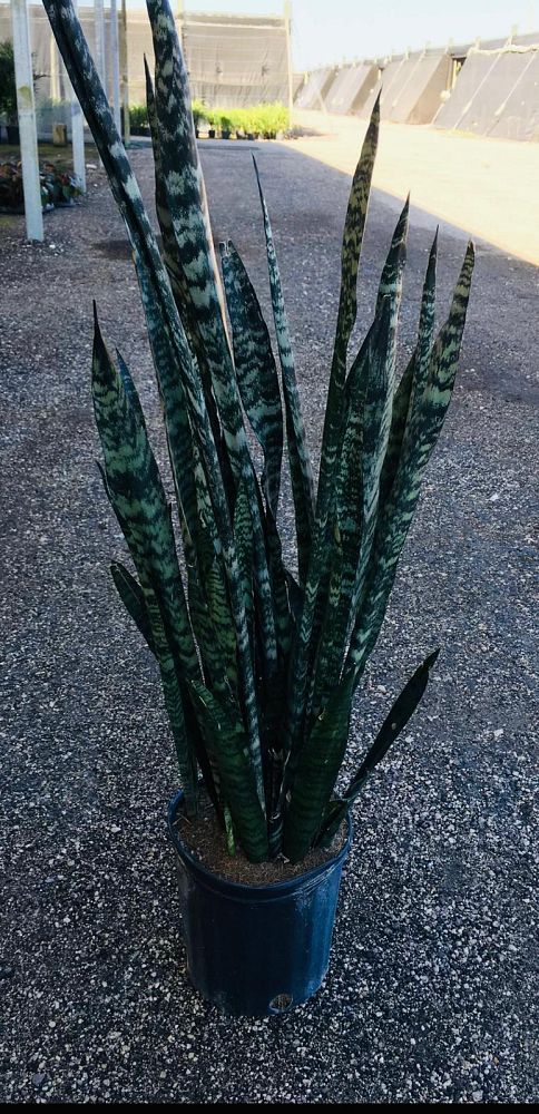 sansevieria-trifasciata-laurentii-snake-plant-mother-in-law-s-tongue-bowstring-hemp