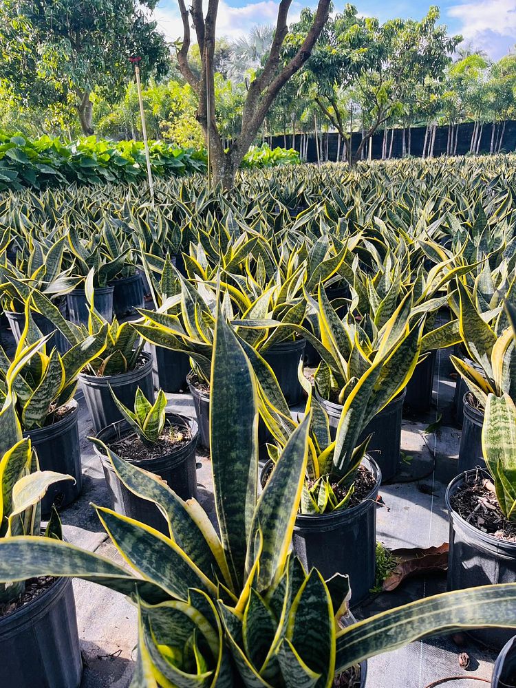 sansevieria-trifasciata-laurentii-snake-plant-mother-in-law-s-tongue-bowstring-hemp
