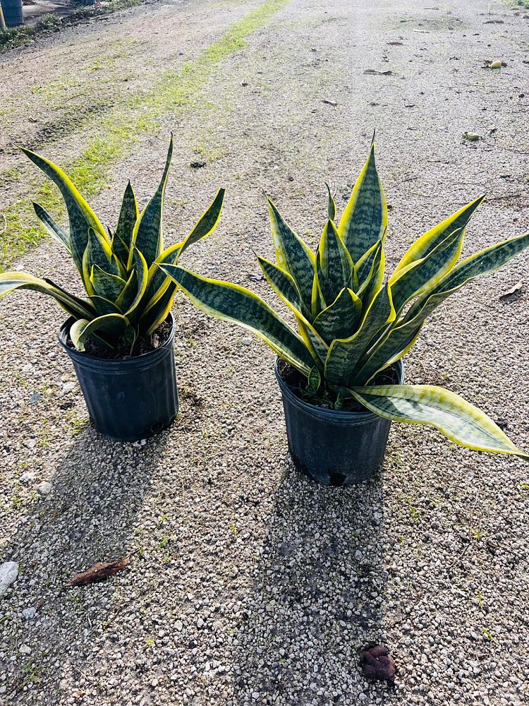 sansevieria-trifasciata-laurentii-snake-plant-mother-in-law-s-tongue-bowstring-hemp