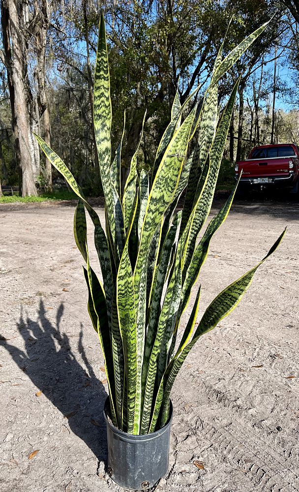 sansevieria-trifasciata-laurentii-snake-plant-mother-in-law-s-tongue-bowstring-hemp