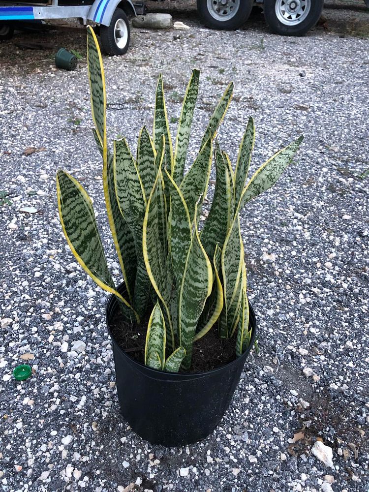 sansevieria-trifasciata-laurentii-snake-plant-mother-in-law-s-tongue-bowstring-hemp