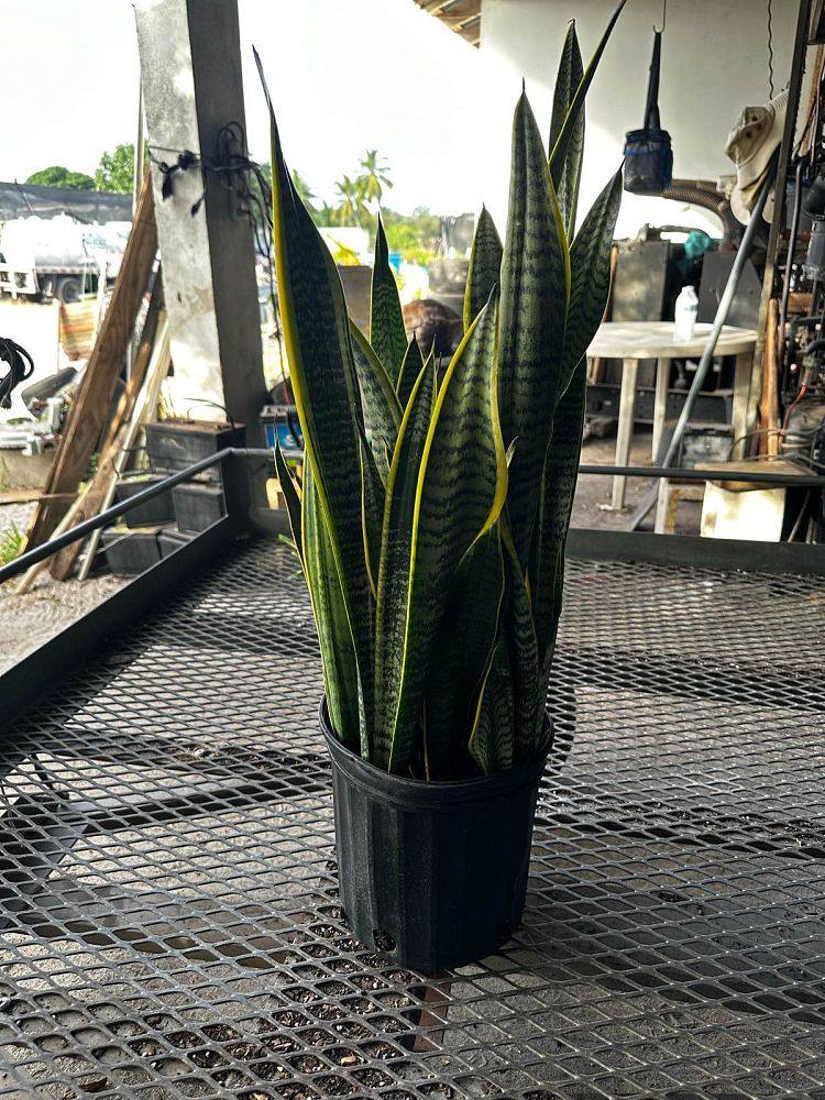 sansevieria-trifasciata-laurentii-snake-plant-mother-in-law-s-tongue-bowstring-hemp