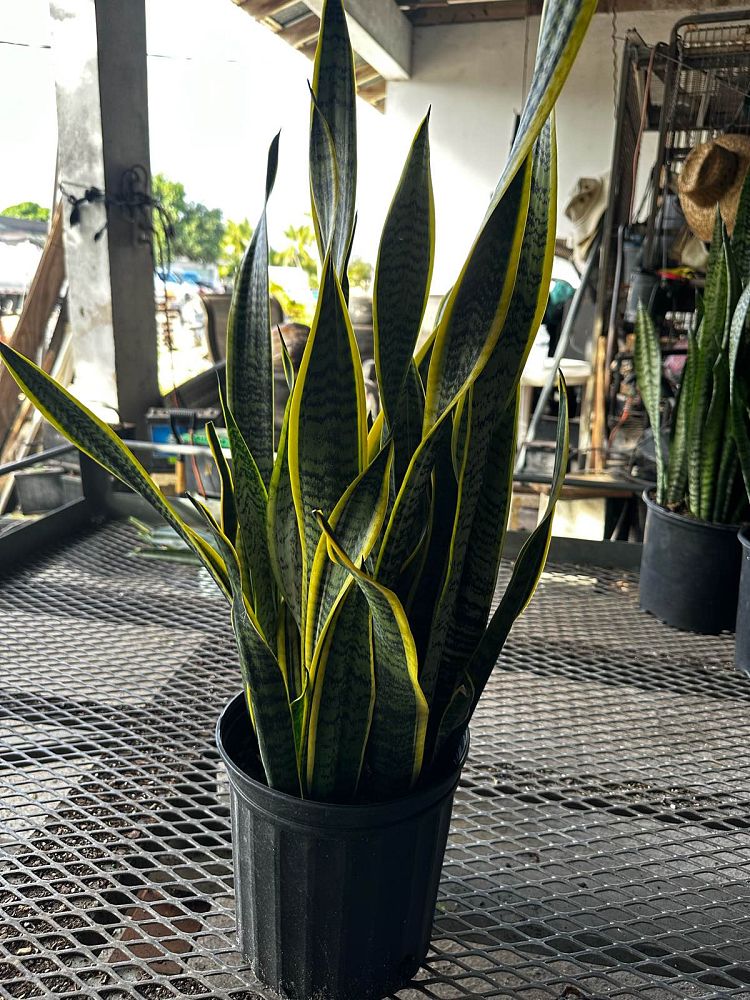 sansevieria-trifasciata-laurentii-snake-plant-mother-in-law-s-tongue-bowstring-hemp