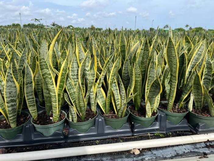 sansevieria-trifasciata-laurentii-snake-plant-mother-in-law-s-tongue-bowstring-hemp