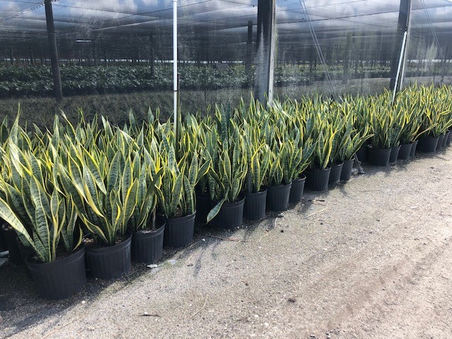 sansevieria-trifasciata-laurentii-snake-plant-mother-in-law-s-tongue-bowstring-hemp