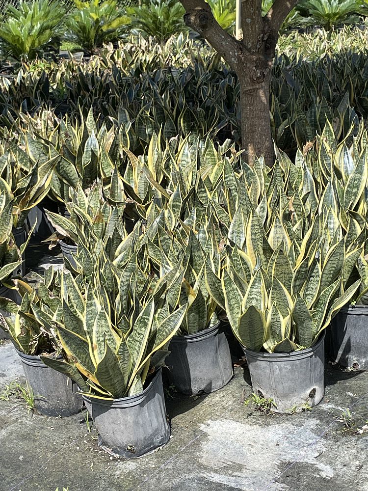 sansevieria-trifasciata-laurentii-snake-plant-mother-in-law-s-tongue-bowstring-hemp