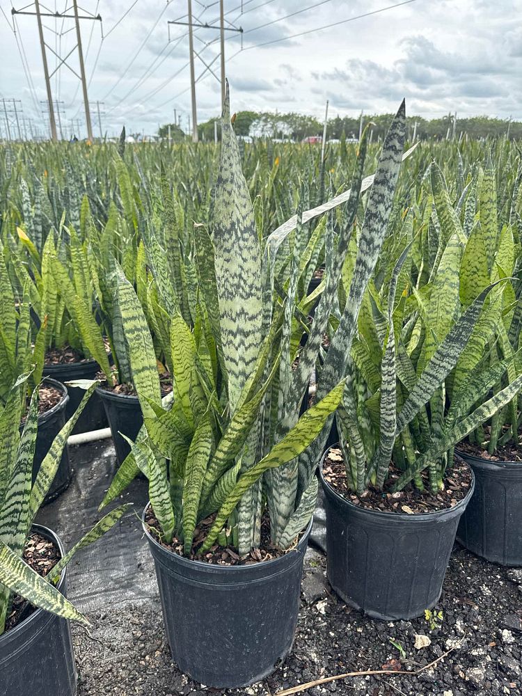 sansevieria-trifasciata-laurentii-snake-plant-mother-in-law-s-tongue-bowstring-hemp