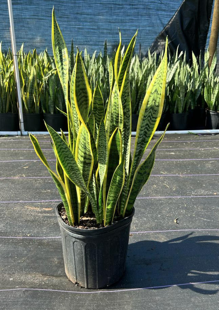 sansevieria-trifasciata-laurentii-snake-plant-mother-in-law-s-tongue-bowstring-hemp