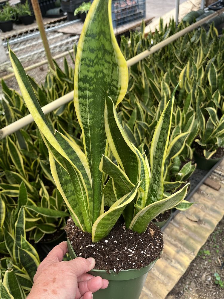 sansevieria-trifasciata-laurentii-snake-plant-mother-in-law-s-tongue-bowstring-hemp