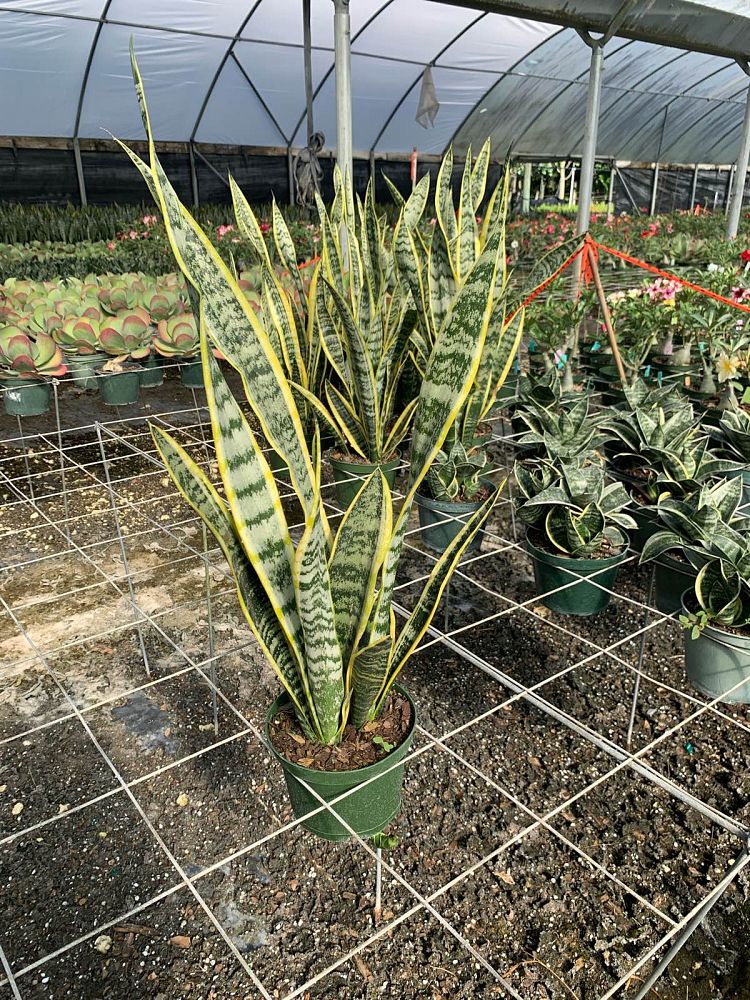 sansevieria-trifasciata-laurentii-snake-plant-mother-in-law-s-tongue-bowstring-hemp