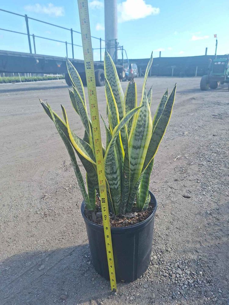 sansevieria-trifasciata-laurentii-snake-plant-mother-in-law-s-tongue-bowstring-hemp