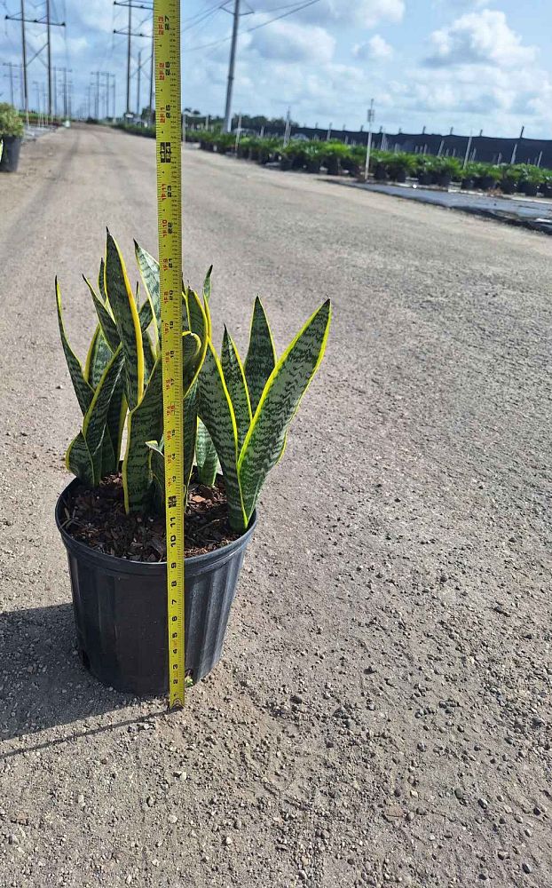 sansevieria-trifasciata-laurentii-snake-plant-mother-in-law-s-tongue-bowstring-hemp