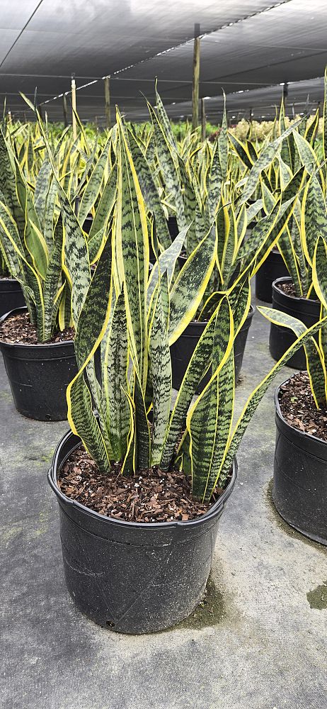 sansevieria-trifasciata-laurentii-snake-plant-mother-in-law-s-tongue-bowstring-hemp