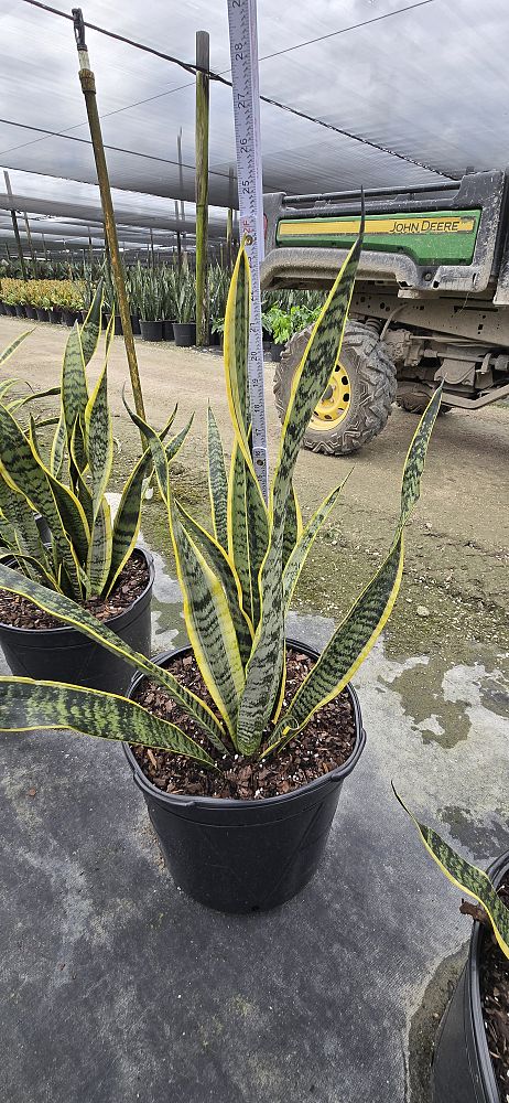 sansevieria-trifasciata-laurentii-snake-plant-mother-in-law-s-tongue-bowstring-hemp