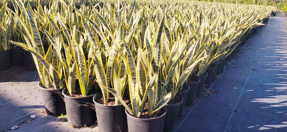 sansevieria-trifasciata-laurentii-snake-plant-mother-in-law-s-tongue-bowstring-hemp