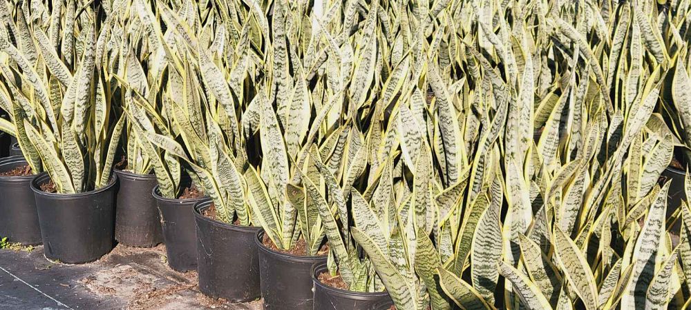 sansevieria-trifasciata-laurentii-snake-plant-mother-in-law-s-tongue-bowstring-hemp