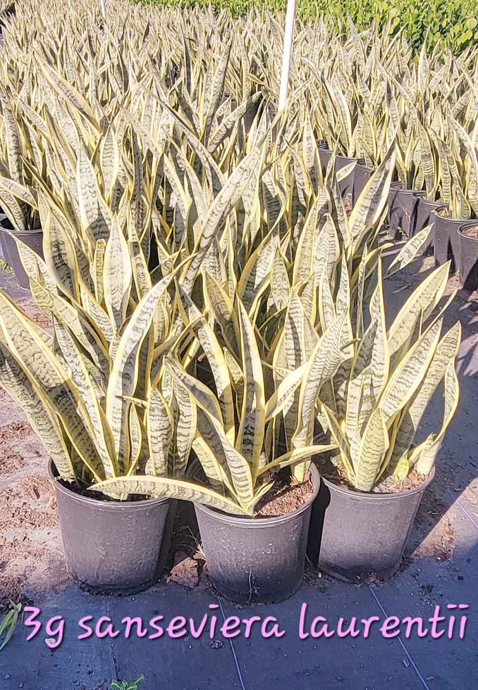sansevieria-trifasciata-laurentii-snake-plant-mother-in-law-s-tongue-bowstring-hemp