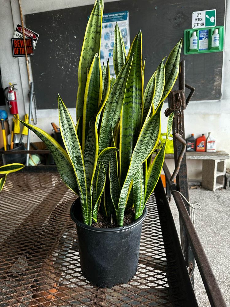 sansevieria-trifasciata-laurentii-snake-plant-mother-in-law-s-tongue-bowstring-hemp