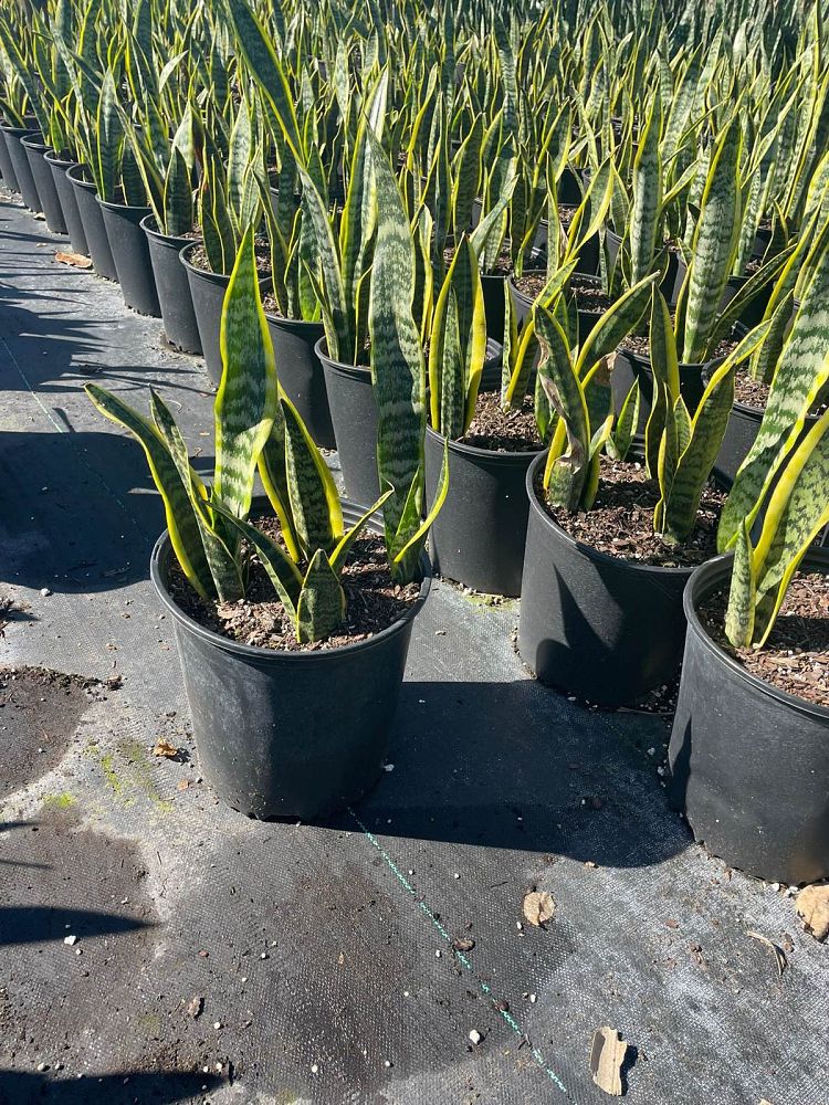 sansevieria-trifasciata-laurentii-snake-plant-mother-in-law-s-tongue-bowstring-hemp