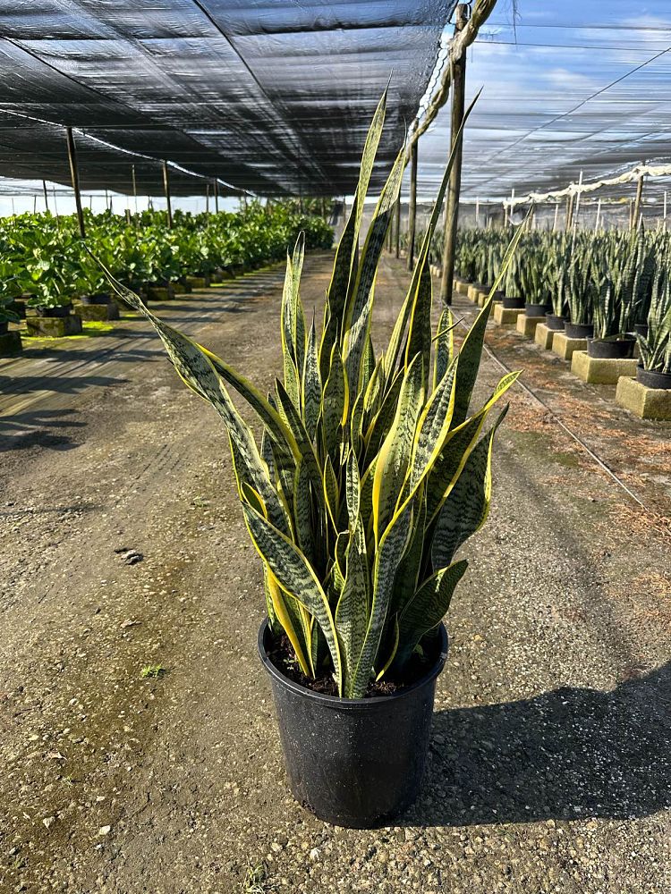 sansevieria-trifasciata-laurentii-snake-plant-mother-in-law-s-tongue-bowstring-hemp