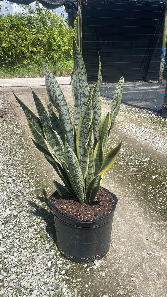 sansevieria-trifasciata-laurentii-snake-plant-mother-in-law-s-tongue-bowstring-hemp