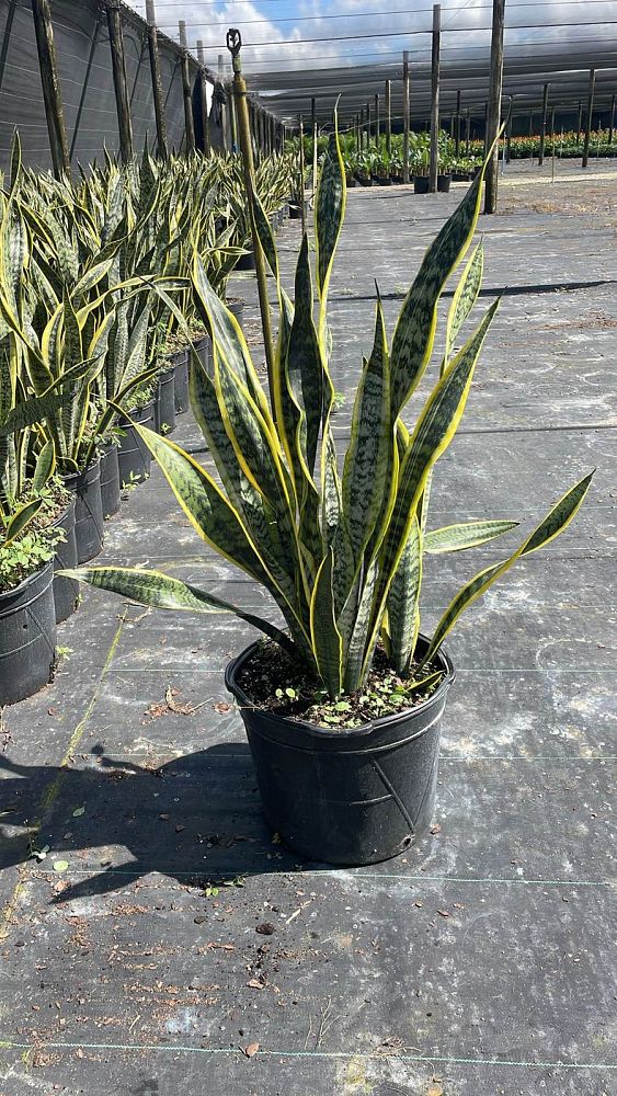 sansevieria-trifasciata-laurentii-snake-plant-mother-in-law-s-tongue-bowstring-hemp