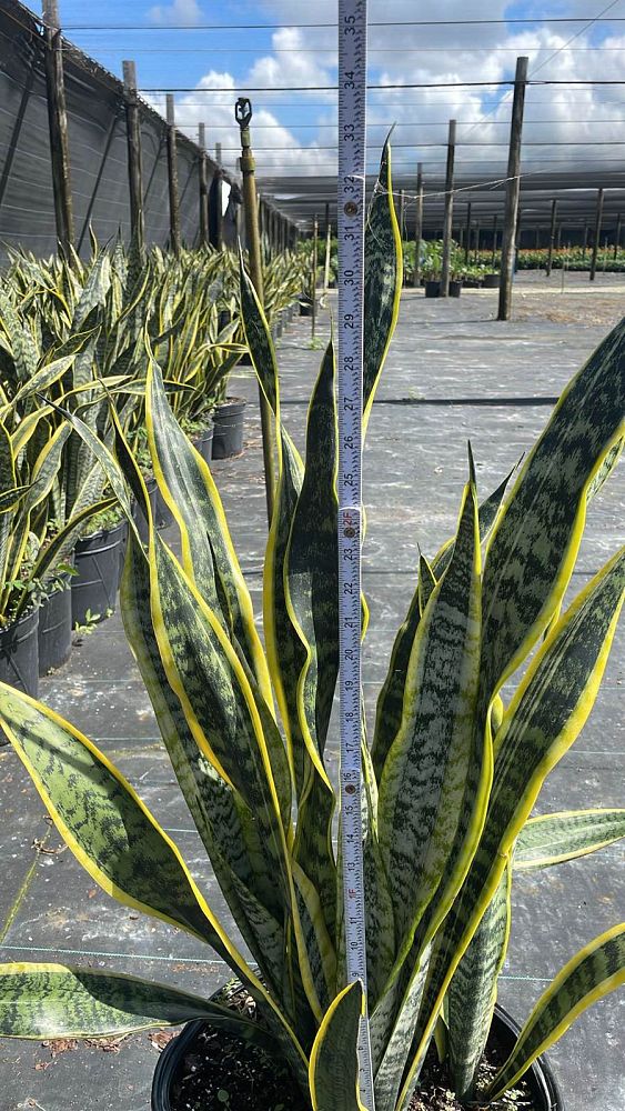 sansevieria-trifasciata-laurentii-snake-plant-mother-in-law-s-tongue-bowstring-hemp