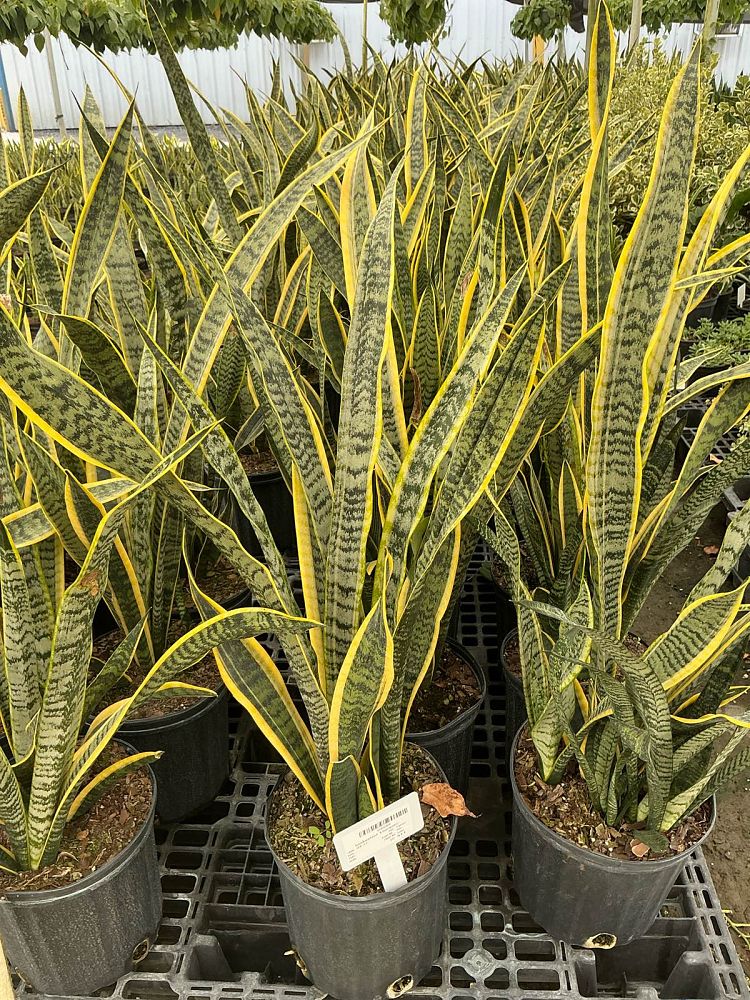 sansevieria-trifasciata-laurentii-snake-plant-mother-in-law-s-tongue-bowstring-hemp