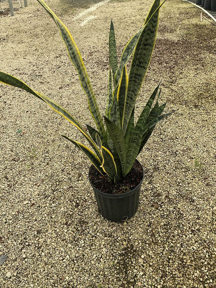 sansevieria-trifasciata-laurentii-snake-plant-mother-in-law-s-tongue-bowstring-hemp