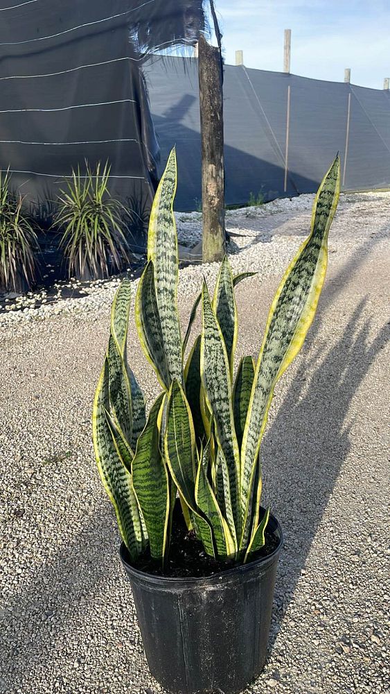sansevieria-trifasciata-laurentii-snake-plant-mother-in-law-s-tongue-bowstring-hemp