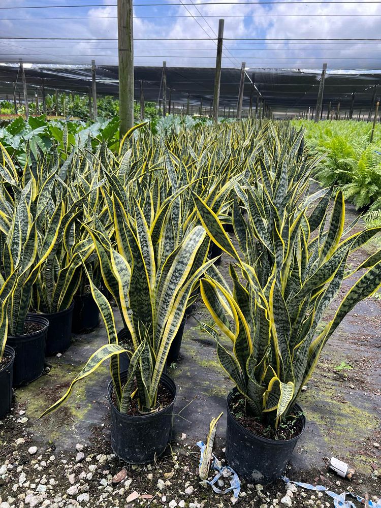 sansevieria-trifasciata-laurentii-snake-plant-mother-in-law-s-tongue-bowstring-hemp
